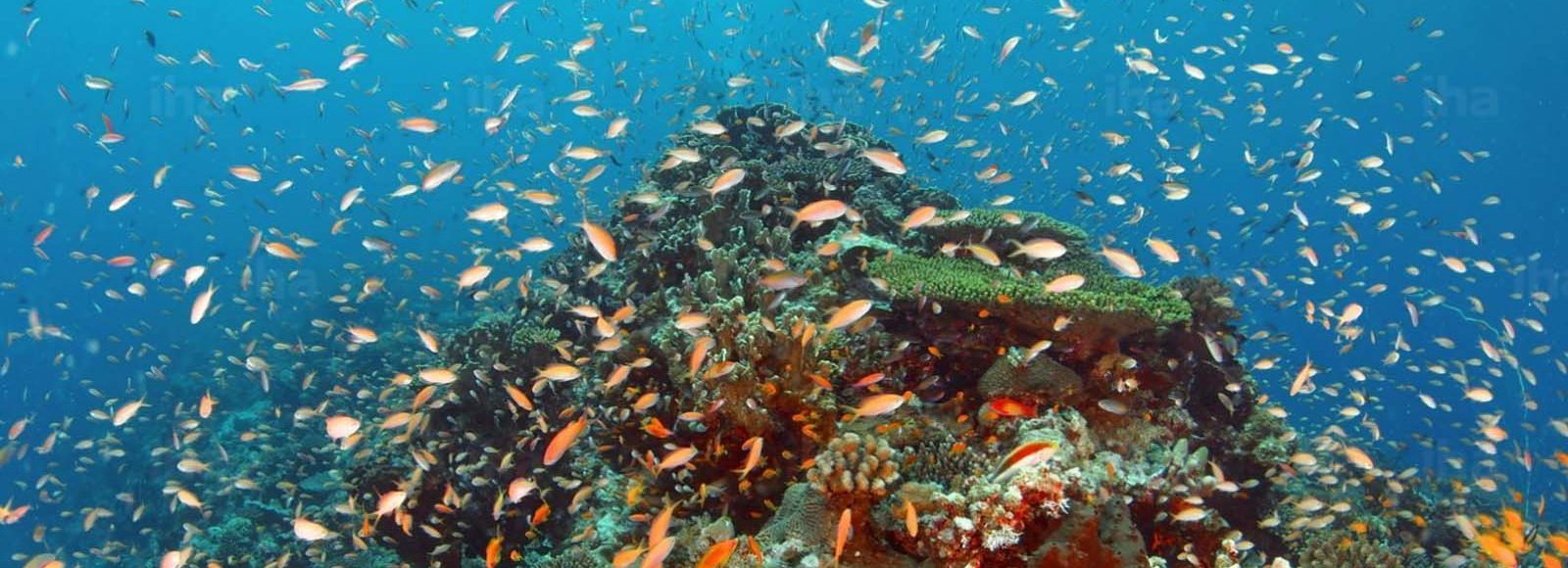 Coral reef in Indian Ocean