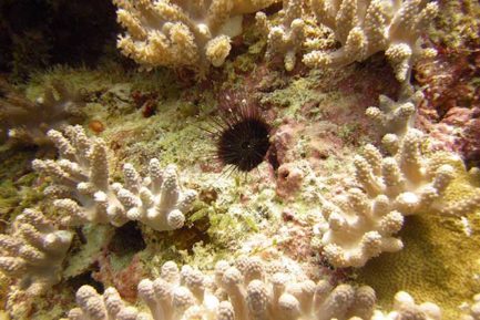 Sea urchin in coral
