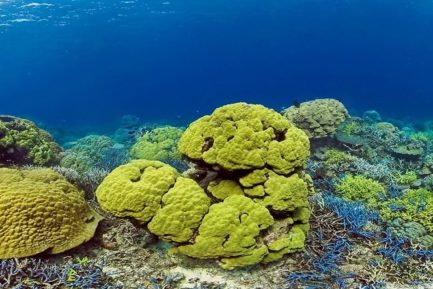 Vanuatu reef