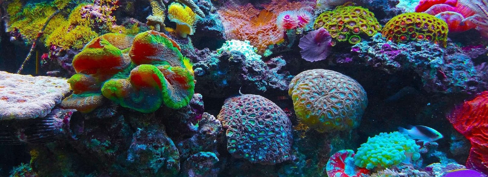 Malaysia-coral-reefs